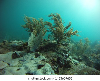 Coral Reefs And Plants Scuba Diving In The Florida Keys, USA