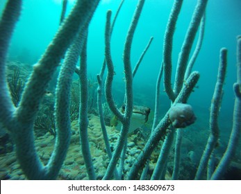 Coral Reefs And Plants Scuba Diving In The Florida Keys, USA