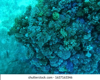 Coral Reefs Under Turquoise Water In The Red Sea. Underwater World, Top View Through Clear Water, Beautiful Azure Pattern