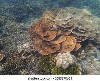 A lot of coral reefs underwater in Myanmar sea - Shutterstock ID 1085170685