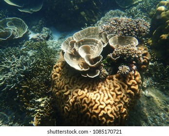 A lot of coral reefs underwater in Myanmar sea - Shutterstock ID 1085170721