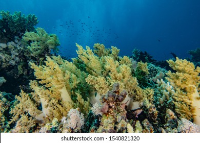 Coral reefs and water plants in the Red Sea, Eilat Israel
 - Shutterstock ID 1540821320