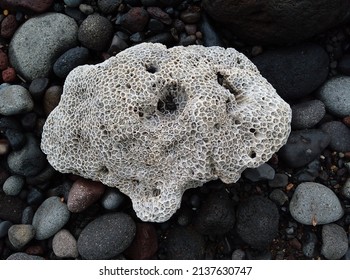 Coral Rock Is A Rock Formed From Dead Coral Reefs.