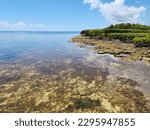 Coral rock and mangrove coast of Tavernier Key, Florida on calm sunny afternoon at low tide.