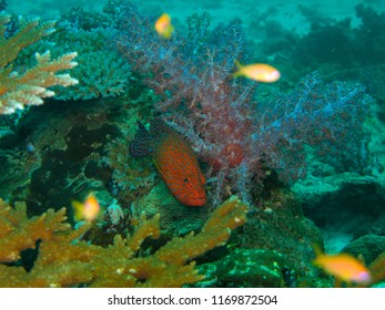 Coral Rockcod, Thailand