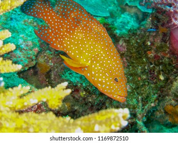 Coral Rockcod, Thailand