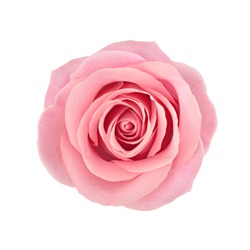 Fiore Di Rosa Corallo. Ritocco Dettagliato