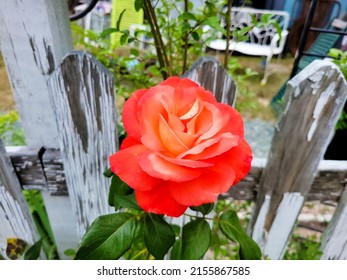 Coral Rose At Weathered Fence Line