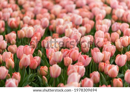 Coral, salmon pink, peach, tulip field, Netherlands, North Holland, flower bed, Salmon van Eijk sort