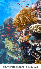 Coral scene on the reef