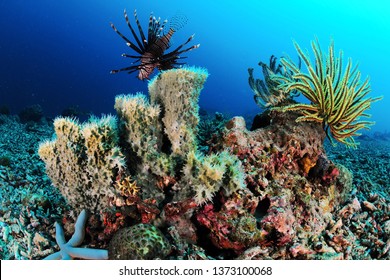 Coral In Sipadan Malaysia