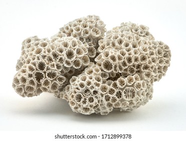 Coral Skeleton Closeup Structure Macro On Stock Photo 1712899378 ...