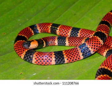 Coral Snake, Micrurus Alleni