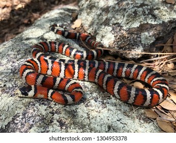 Coral Snake Mimic - Arizona Mountain Kingsnake, Lampropeltis Pyromelana