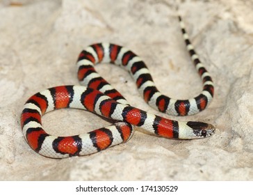 1000 Yellow Snake Stock Images Photos Vectors Shutterstock