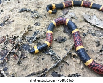 Coral Snake Texas