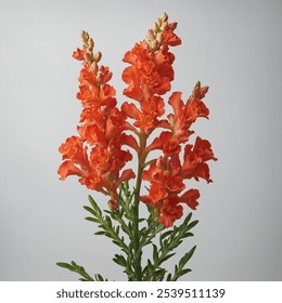 Coral Snapdragon features vibrant coral-pink blooms, delicate tubular flowers, and lush green foliage, attracting pollinators and adding a cheerful touch to gardens and landscapes. - Powered by Shutterstock