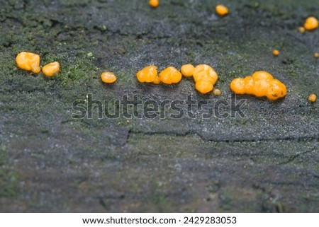 Coral spot fungus growing uncultivated close up