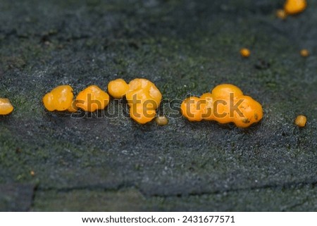 Coral spot fungus growing uncultivated close up