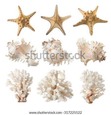 Coral, starfish, sea shell.
isolated