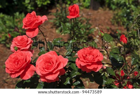 Coral Tea Roses