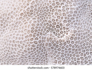 Coral texture 