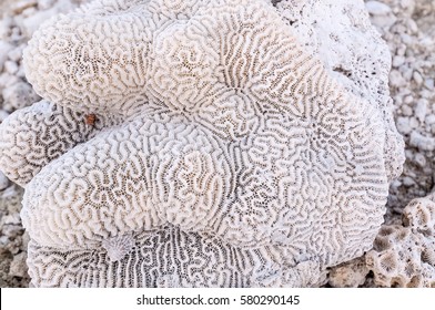 Coral Texture