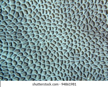 Coral Texture