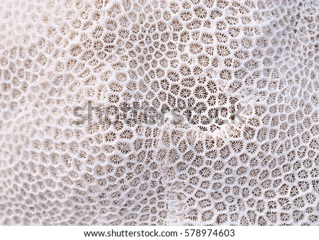 Coral texture 