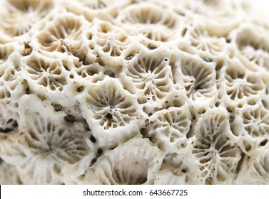 Coral Texture Close-up. Dead Coral Reef Macro Photo. White Coral Filter Comb Macrophotography. Seashore Organism Structure. Abstract Natural Texture. Tropical Sea Animal Detail. Beach Shell Background