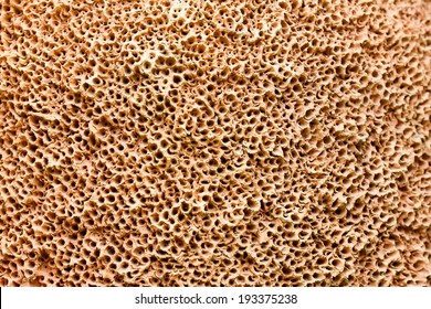 Coral Texture Design