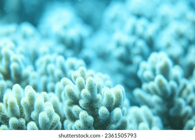 texture de corail sur fond flou - fond d'écran - mer abstraite : photo de stock