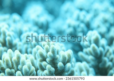 coral texture underwater background reef abstract sea