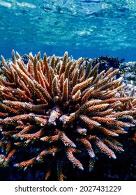 Coral texture underwater, Coral reef texture, Tropical waters, Marine life