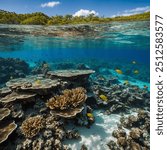 A coral tidal pond is a dynamic, shallow waterway encased by a coral reef or boundary reef. These tidal ponds are prestigious for their completely clear waters, abounding with different marine life an