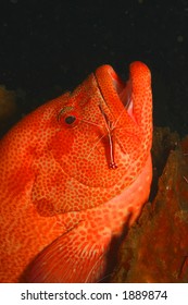 Coral trout and cleaner shrimp on Soft coral