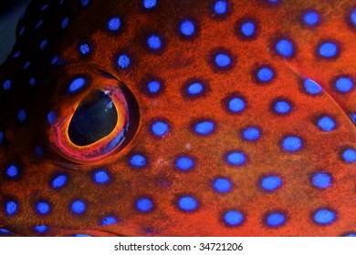 Coral trout eye. Coral Sea, Australia.