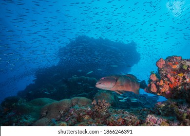 A coral trout swims over the reef with healthy coral and fish surrounding it