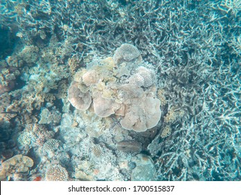 Coral Underwater Great Barrier Reef. Colorful Coral Ecosystems In Beautiful Ocean. Clear Blue Turquoise Sea. Coral Reef, Underwater Scene And Fish. Coral Bleaching, Endangered, Marine Life. Australia