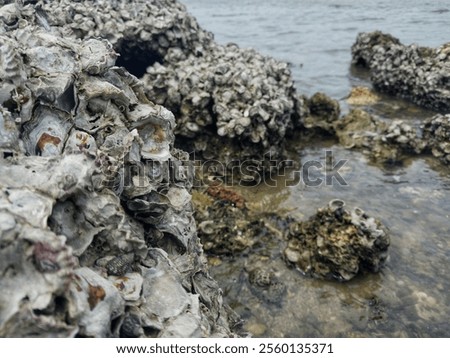 Similar – Image, Stock Photo Typical beach on the Atlantic coast of Belgium during daylight hours. A place of relaxation and rest. Spending your free time