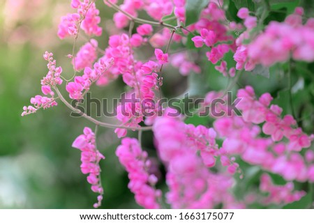 Similar – Spring flowers Environment