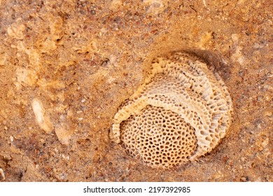 Coral And Volcanic Rocks Near Ocean Fossils.