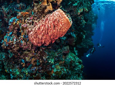 Coral Wall At Bunaken Island, Manado, North Sulawesi