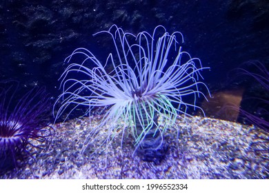 A Coral-like Neon Glowing Aquatic Plant Anemone Flower. Long Blue, Green, And Purple Tentacles In The Water. Sea Life Museum In Germany.