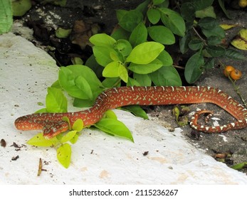 Corallus Batesii, Boidae Family. ( Juvenile) Amazon Rainforest, Brazil.