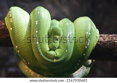 Corallus caninus, commonly called the emerald tree boa,is a non-venomous boa species found in the rainforests of South America. Since 2009 the species Corallus batesii has been distinguished from C.c.