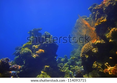 coralreef