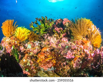 Corals In Anilao , Batangas , Philippines