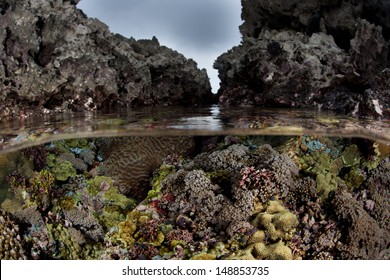 Corals and coralline algae grow in a tide pool surrounded by sharp limestone in the Solomon Islands. This region is known for its spectacular marine diversity.