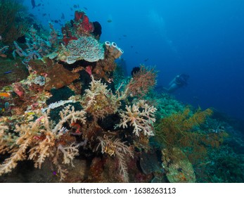 corals in Dili, Timor Leste (East Timor)